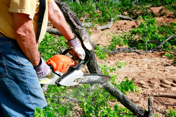 Trusted Alturas, FL Tree Services Experts